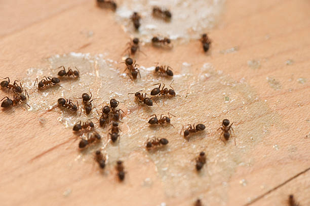 Best Best Pest Control Companies  in Seabrook, SC